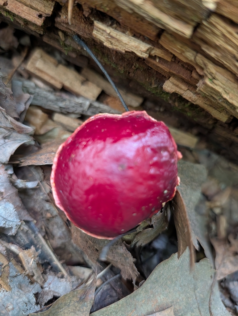 Frost's Bolete · July 2026 · photo: Photo: (c) Matthew Wehman, some rights reserved (CC BY) · iNaturalist