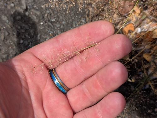 Eragrostis tenella, photograph 5