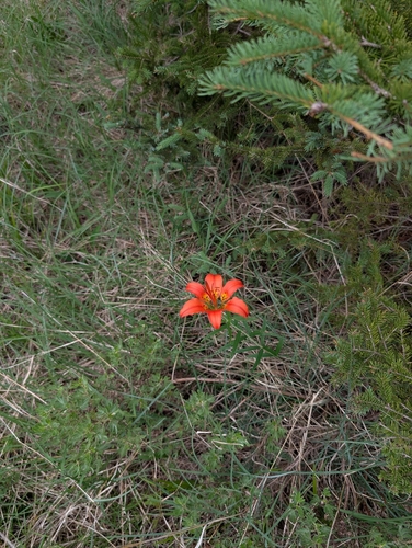 Wood Lily