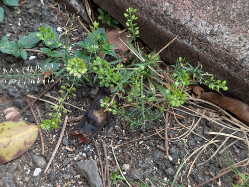 Lepidium virginicum observed 2026-07-18