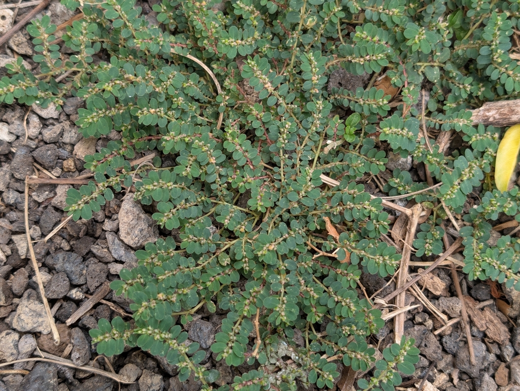Euphorbia thymifolia; photograph author not stated, no rights reserved