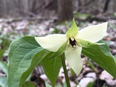 Trillium erectum erectum