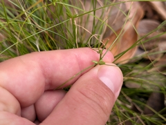 Cyperus gracilis, photograph author not stated, no rights reserved
