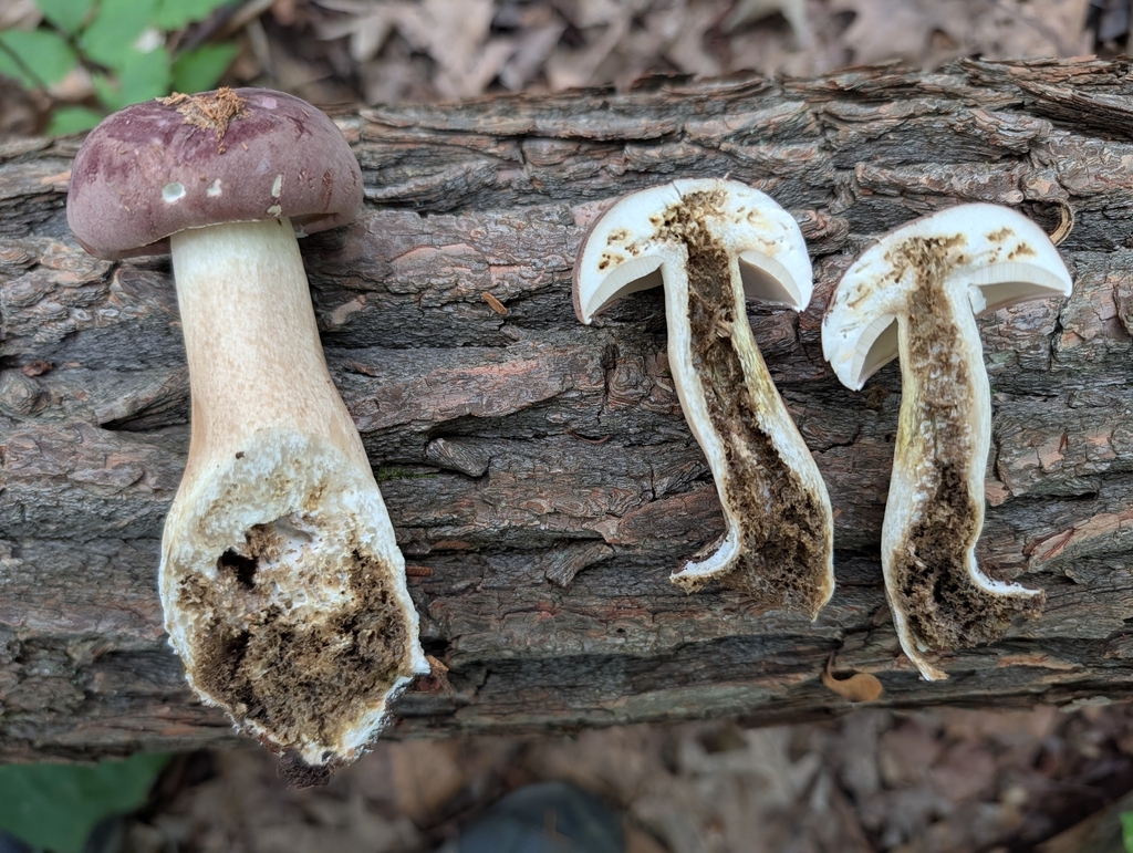 reddish brown bitter bolete · July 2026 · photo: Photo: (c) Matthew Wehman, some rights reserved (CC BY) · iNaturalist