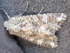 Mamestra brassicae