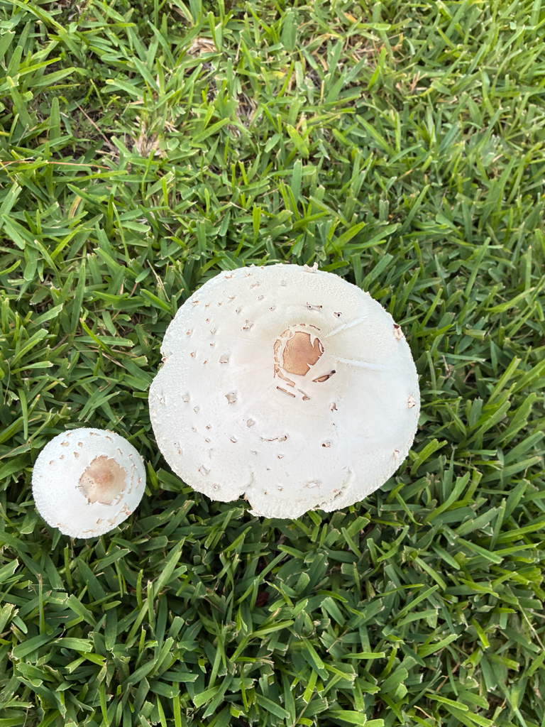 Green-spored Parasol · July 2026 · photo: Photo: no rights reserved · iNaturalist