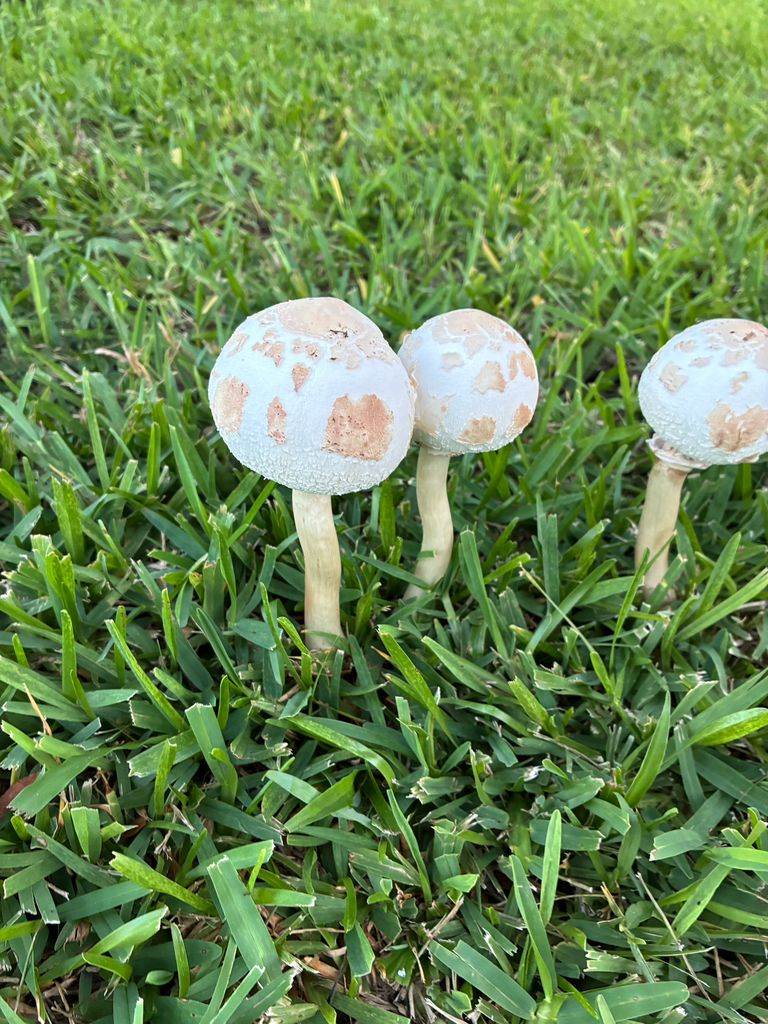 Green-spored Parasol · July 2026 · photo: Photo: no rights reserved · iNaturalist