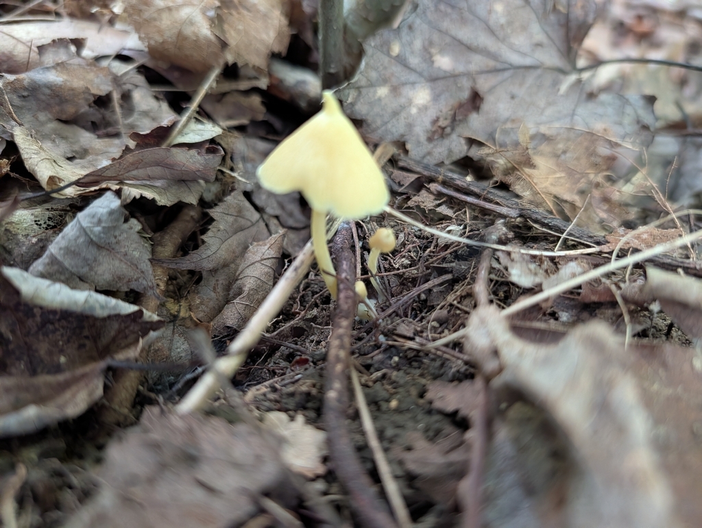 Yellow Unicorn Entoloma · July 2026 · photo: Photo: (c) Matthew Wehman, some rights reserved (CC BY) · iNaturalist