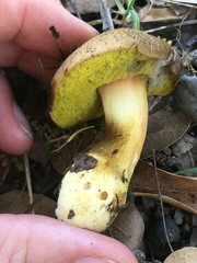 Aureoboletus citriniporus