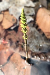 Equisetum pratense