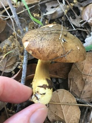 Aureoboletus citriniporus