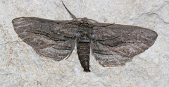Holochroa dissociarius