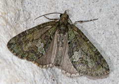 Hydriomena transfigurata