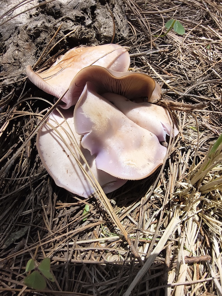 Blewit