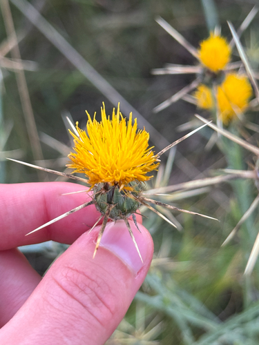 Centaurea solstitialis