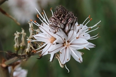 Asphodelus albus
