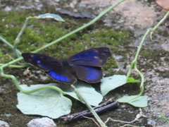 Eunica concordia