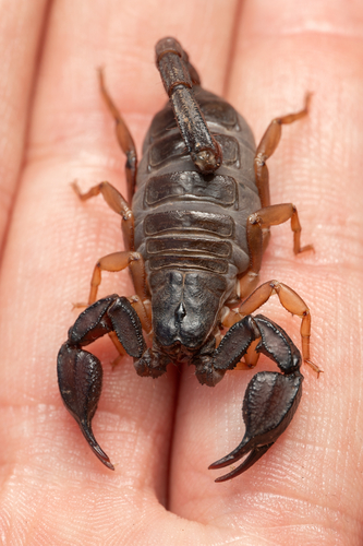 Western Forest Scorpion seen in Sonoma Valley