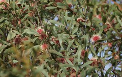 Hakea laurina