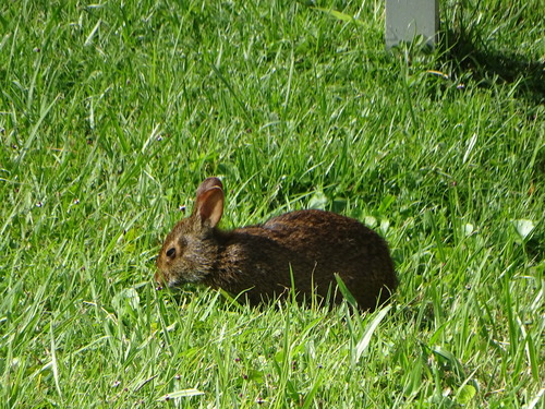 Marsh Rabbit observed by vleid001