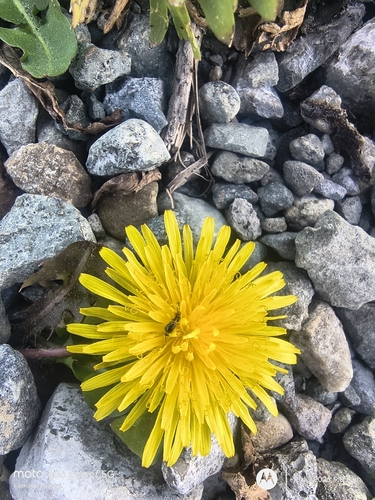 common dandelion