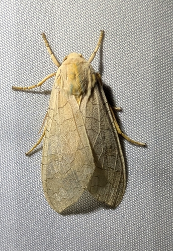 Banded Tussock Moth (Halysidota tessellaris)