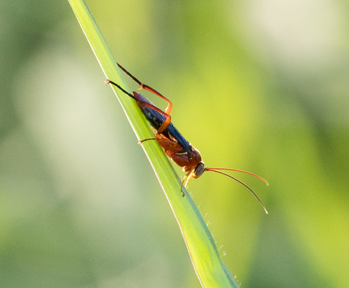 Orchid Dupe Wasp
