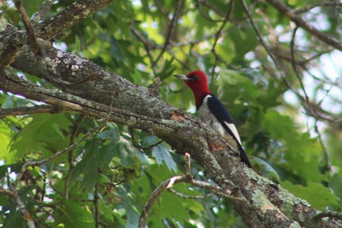 Red-headed Woodpecker observed by ronanisntreal