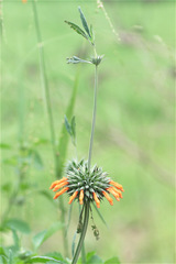 Leonotis nepetifolia image