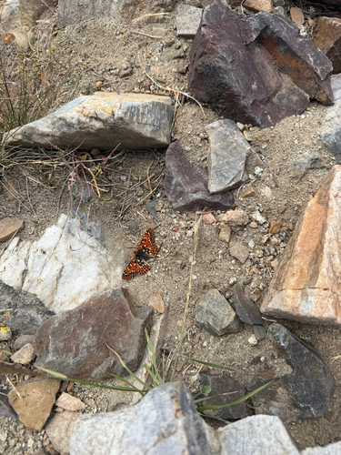 iNaturalist observation photo of Checkerspots