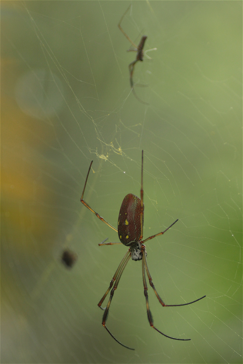 Trichonephila clavipes image