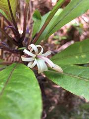 Clermontia parviflora