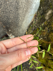 Urochloa reptans, photograph author not stated, no rights reserved