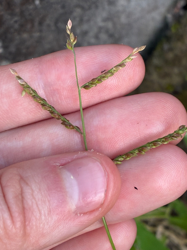 Urochloa reptans, photograph 5