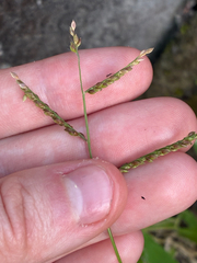 author not stated, no rights reserved Urochloa reptans, photograph author not stated, no rights reserved