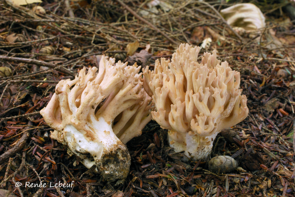 Ramaria sp. 'MA02'