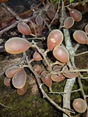 Dialium guianense