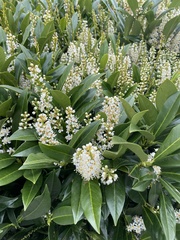 Prunus laurocerasus