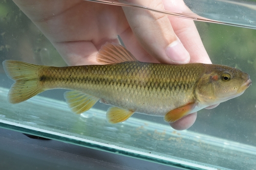 Horneyhead chub (Nocomis biguttatus) — Cyprinidae — 4