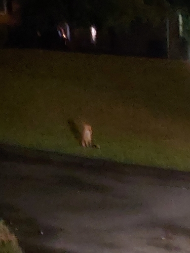Red Fox observed by brie904