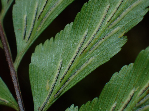 Asplenium contiguum, 2026-07-18
