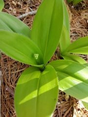 Clintonia