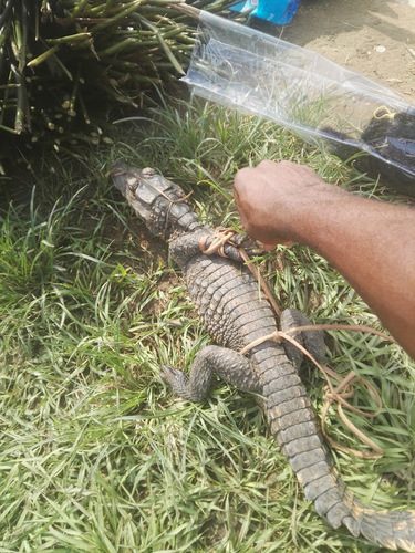 Dwarf Crocodile