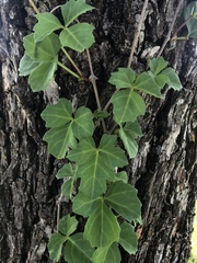 Toxicodendron pubescens