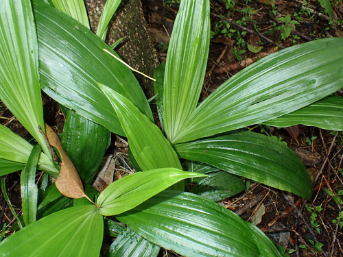 Calanthe tankervilleae observed 2026-07-18