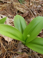 Clintonia