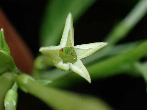 Cestrum, 2026-07-18