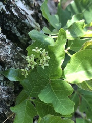 Toxicodendron pubescens