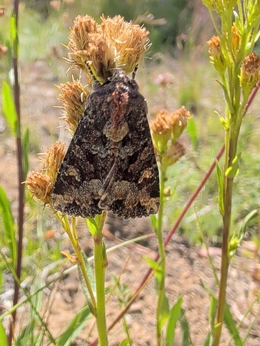 iNaturalist observation photo of Apamea
