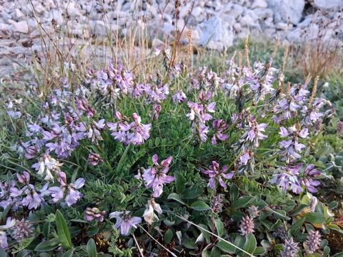 Alpine Milkvetch